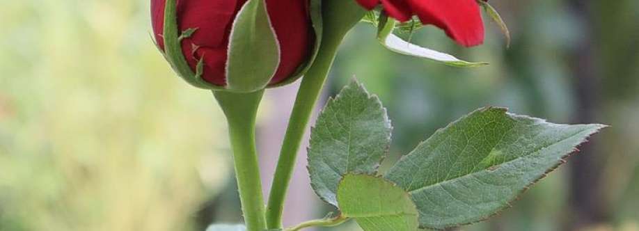 mdshahin shekdar Cover Image