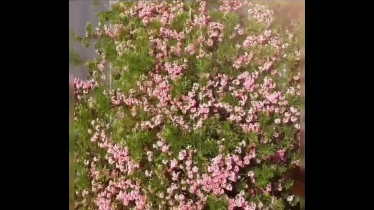 #facts#duet#marvel#❤️?The beautiful red sonail and jarul flowers on the Dhaka-Chittagong highway..❤️ - YouTube