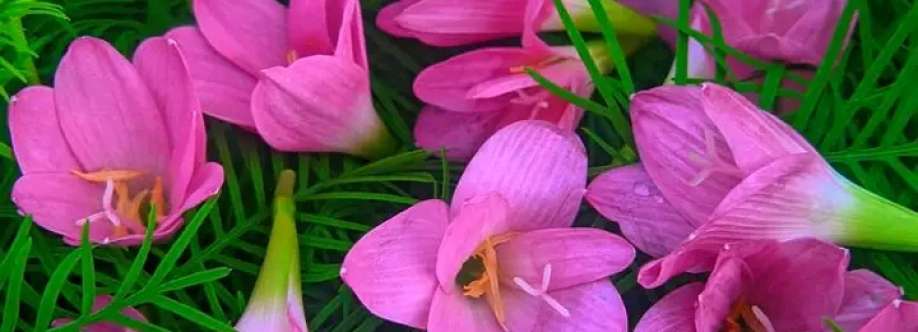 Nusrat Tahmid Cover Image