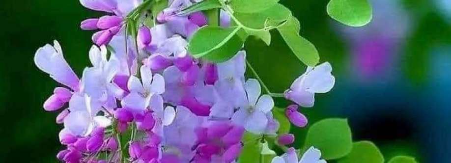Sharif Mohammad Cover Image
